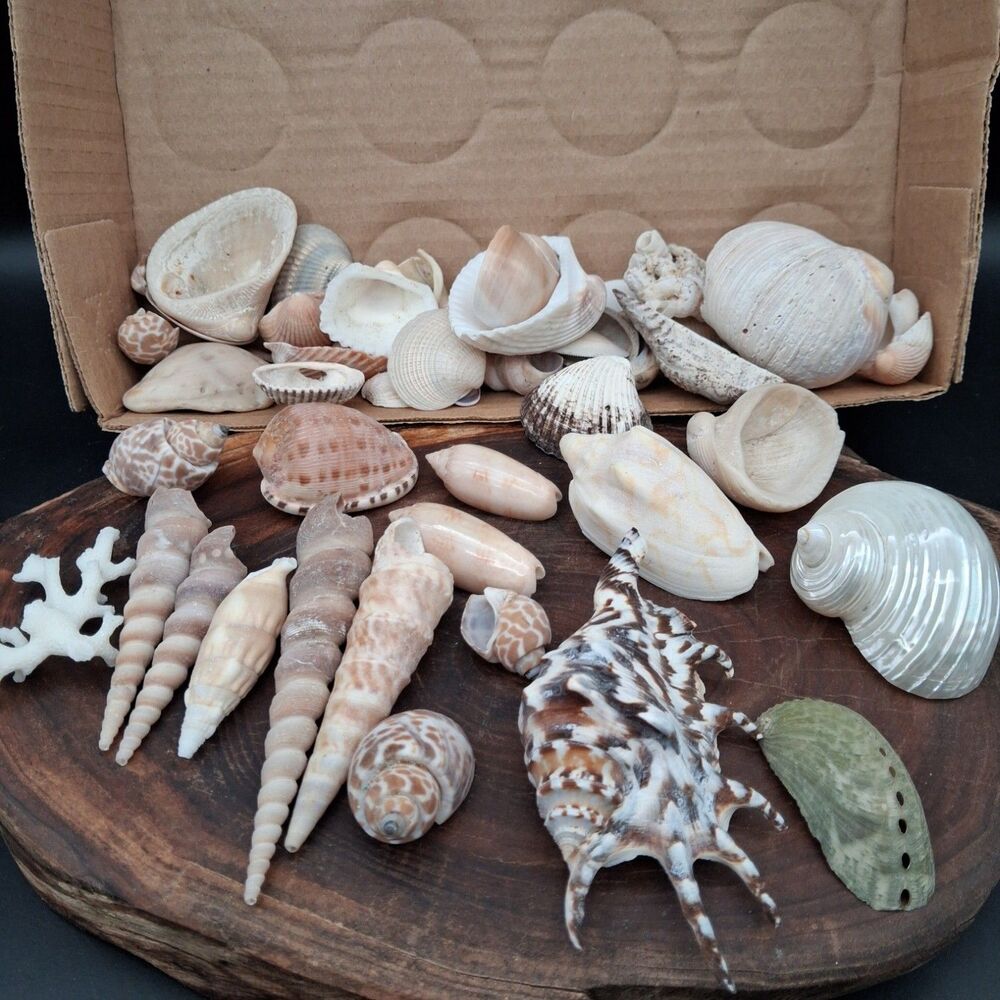 Curated Sea Shell & Coastal Specimen Lot Conch Cowrie Abalone Coral Spiral Shell